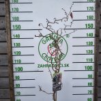 Lieska obyčajná (Corylus avellana) ´RED MAJESTIC´ - výška 140-150 cm, kont. C7,5L 